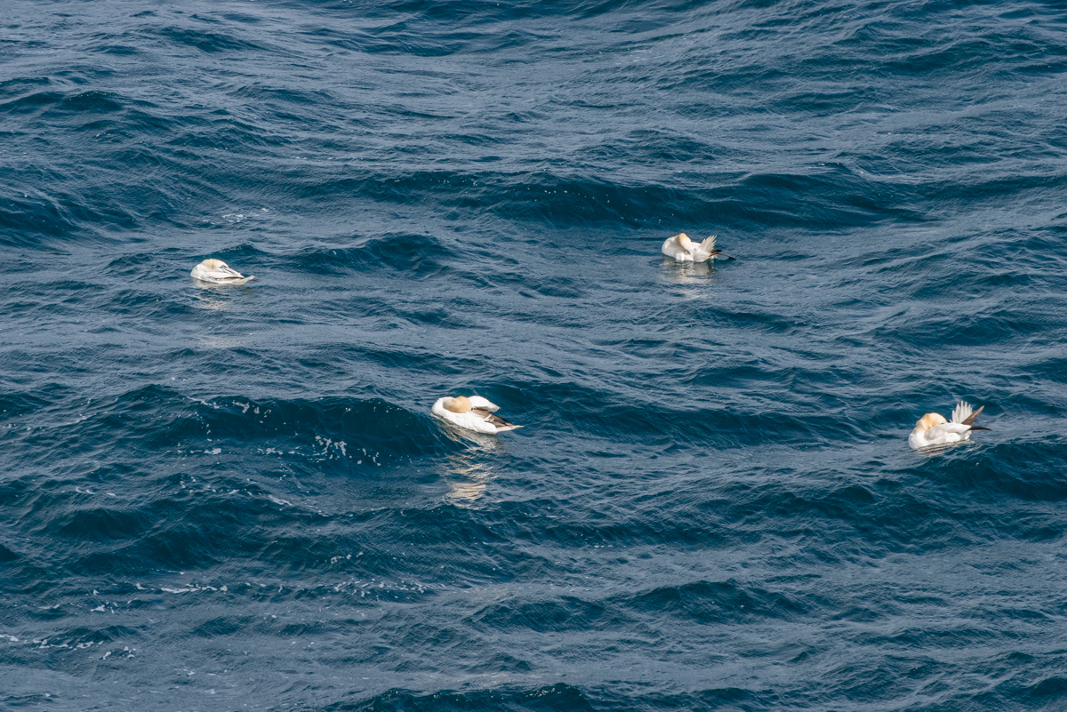 AL557-102.jpg