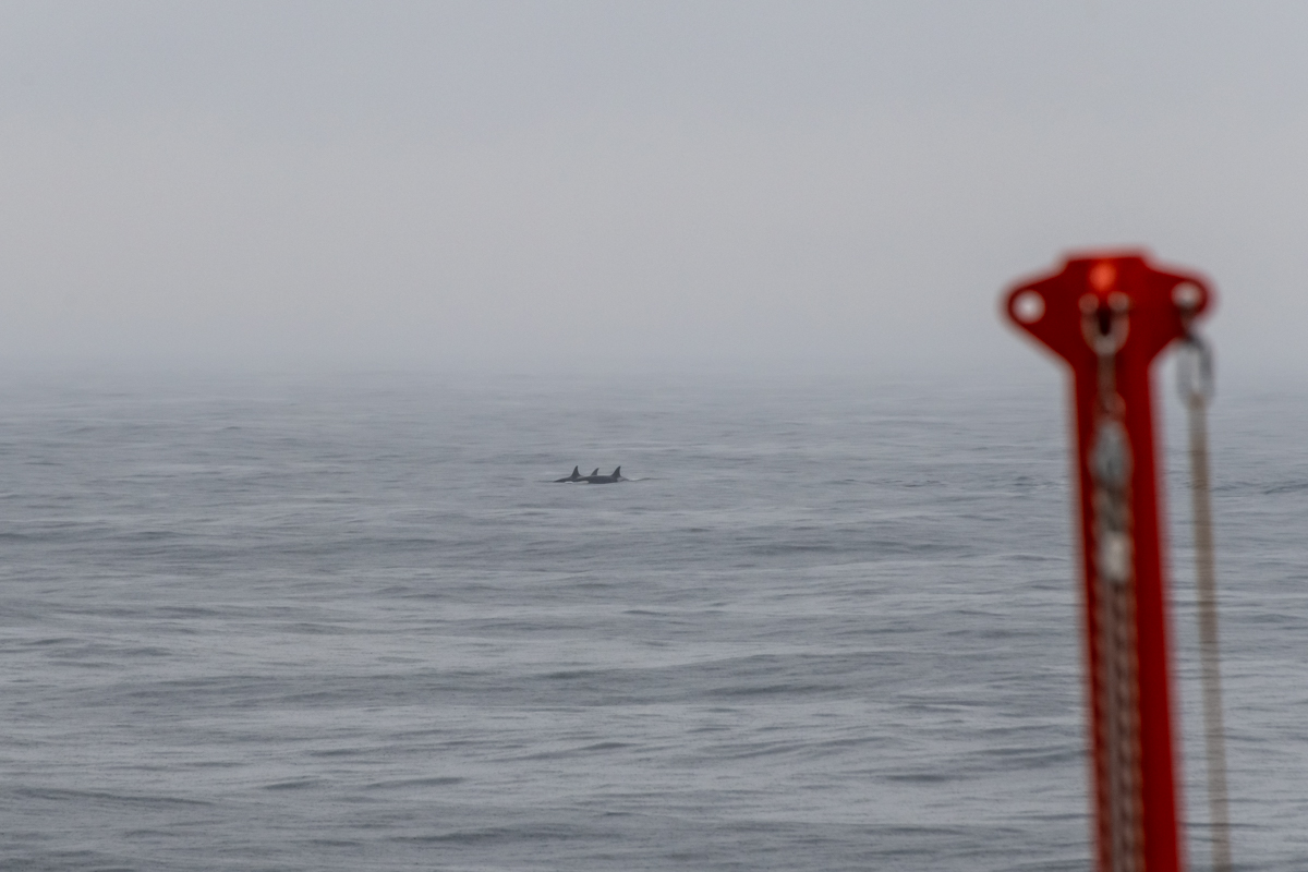 AL557 Orcas-1.jpg