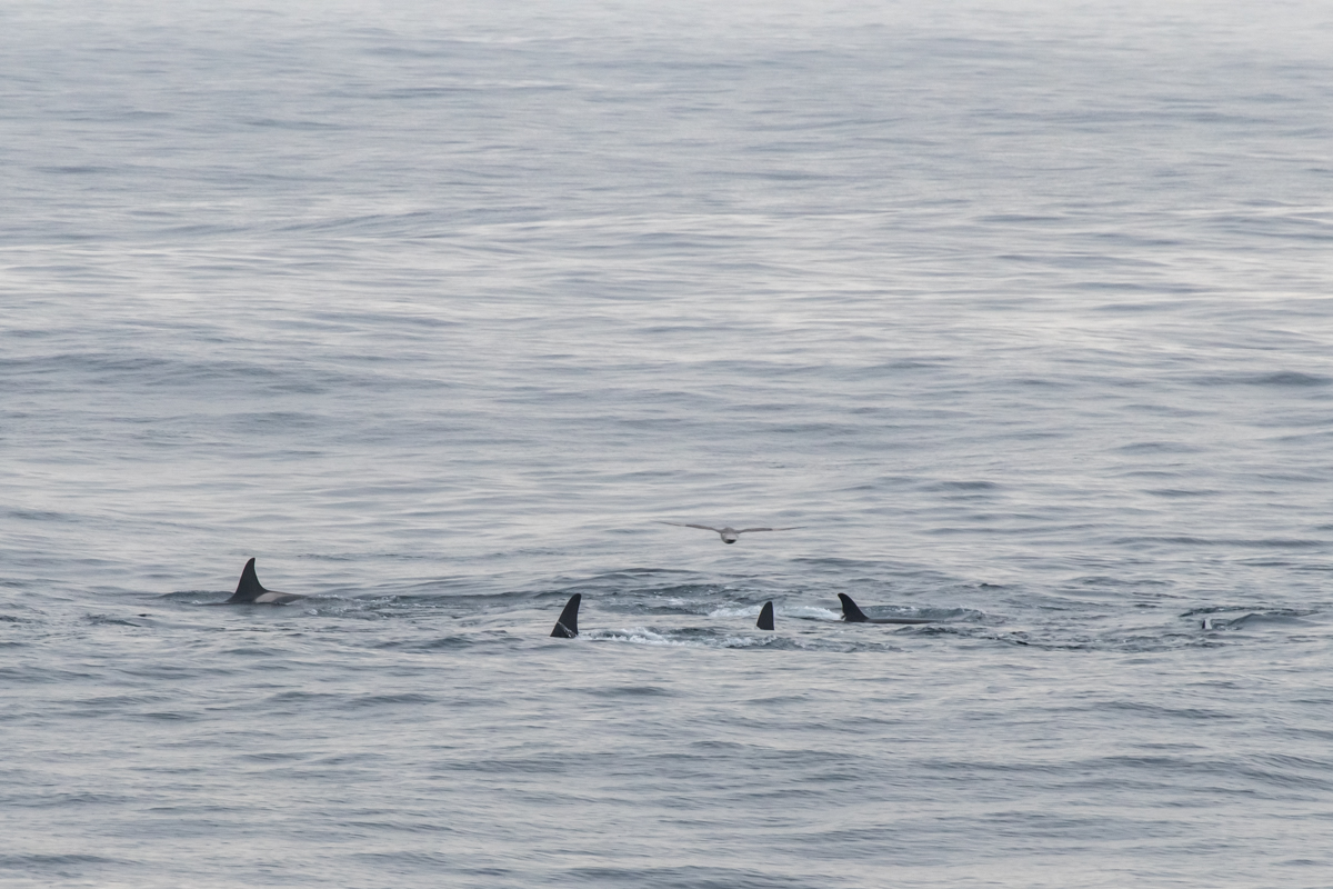 AL557 Orcas-12.jpg