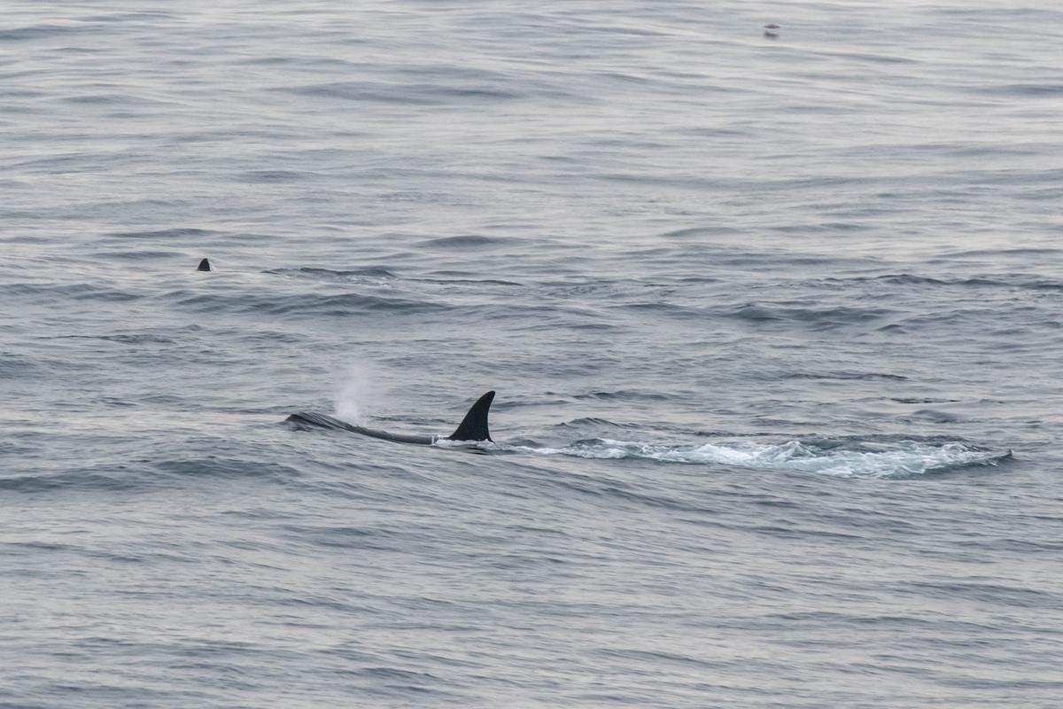 AL557 Orcas-13.jpg