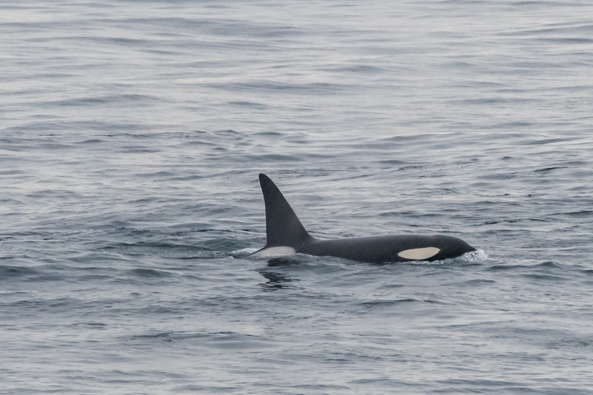 AL557 Orcas-14.jpg