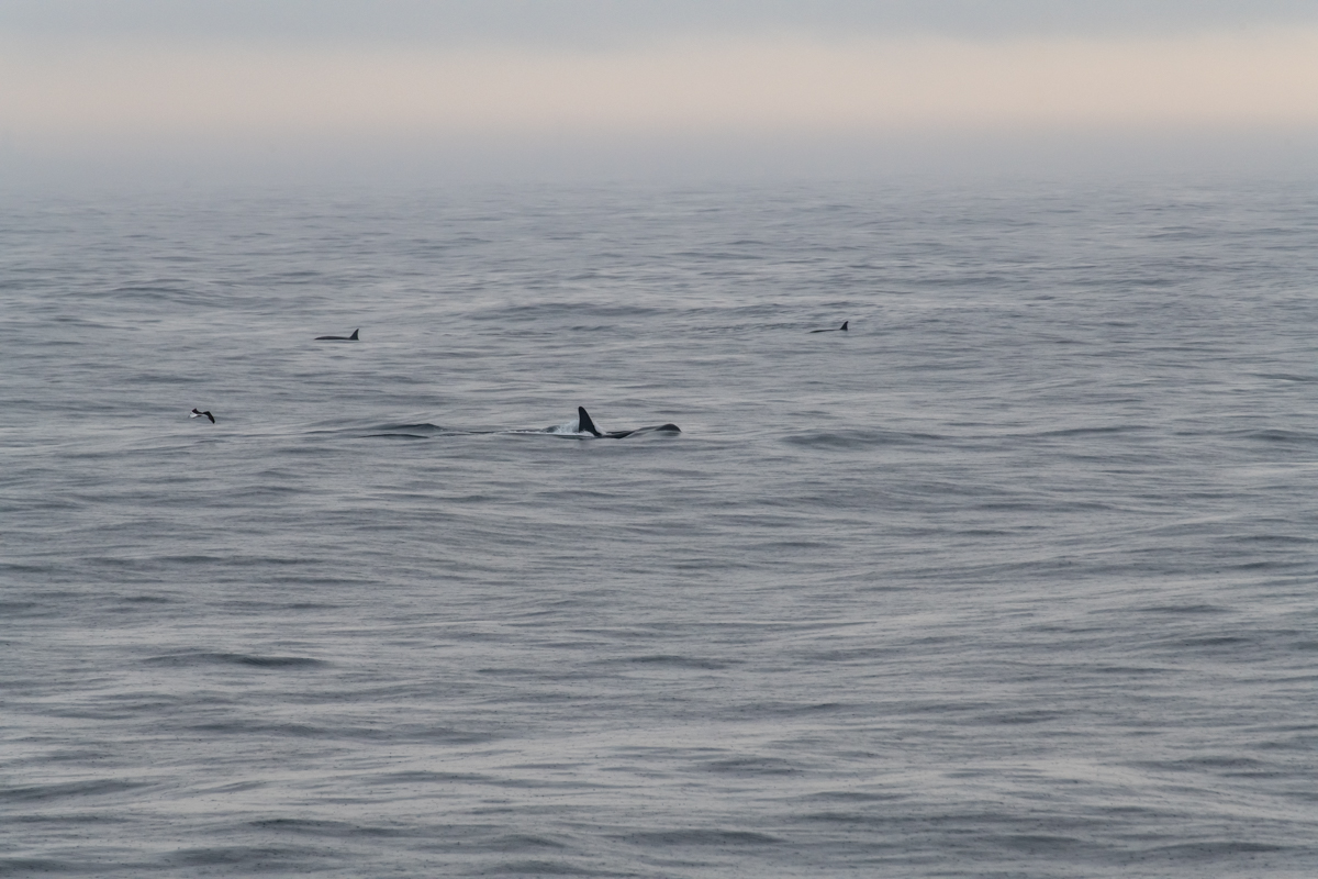 AL557 Orcas-2.jpg