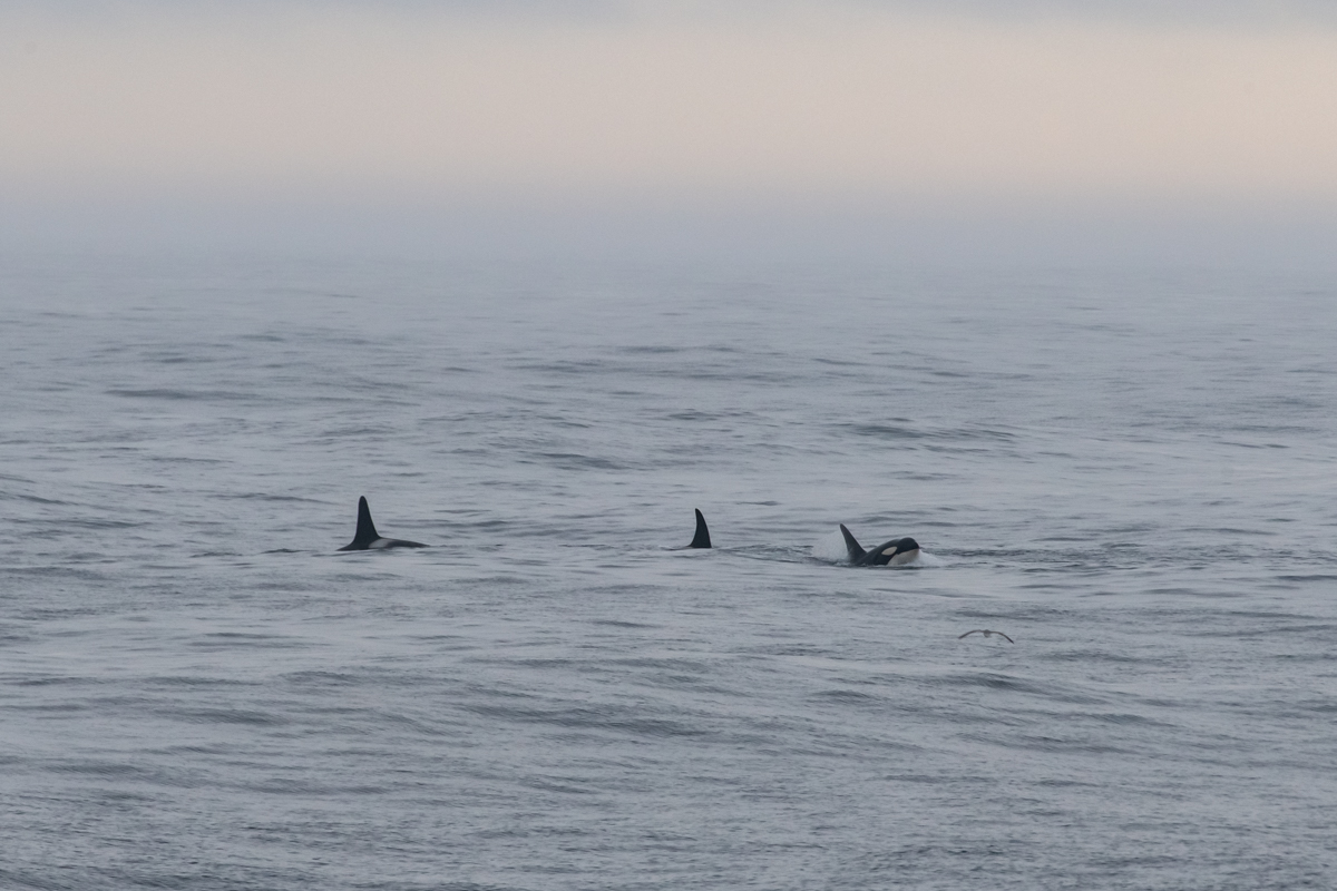 AL557 Orcas-3.jpg