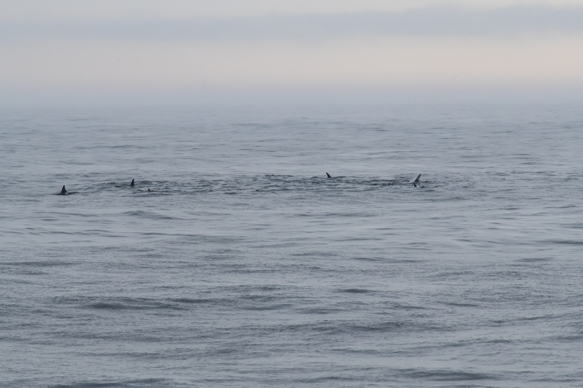 AL557 Orcas-5.jpg