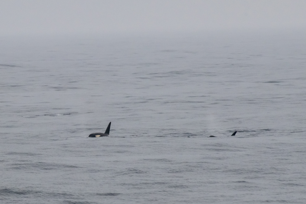 AL557 Orcas-7.jpg