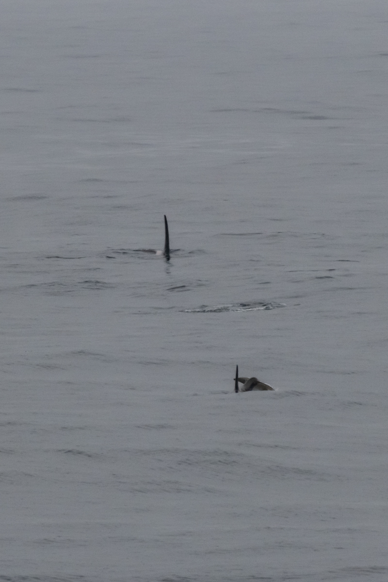 AL557 Orcas-8.jpg