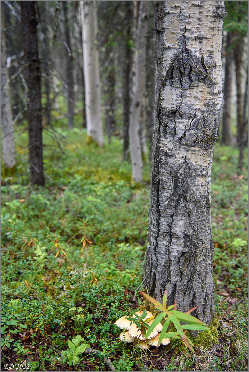 Alaska_2018-0416.jpg