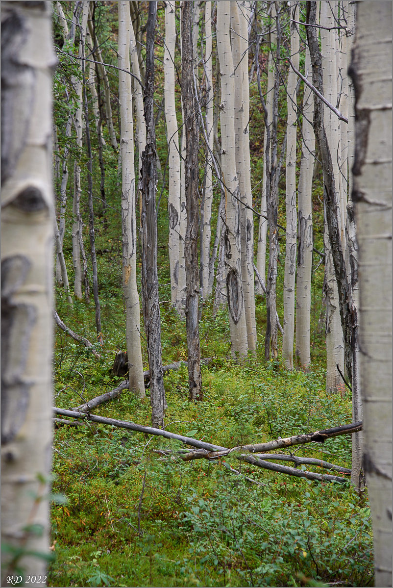 Alaska_2018-0419.jpg