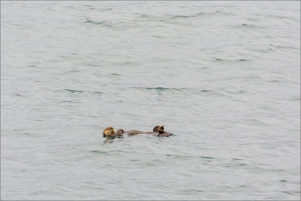 Alaska_2018-1327-Bearbeitet.jpg