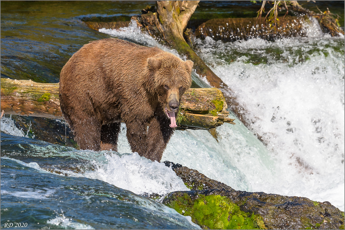 Alaska_2018-2221.jpg
