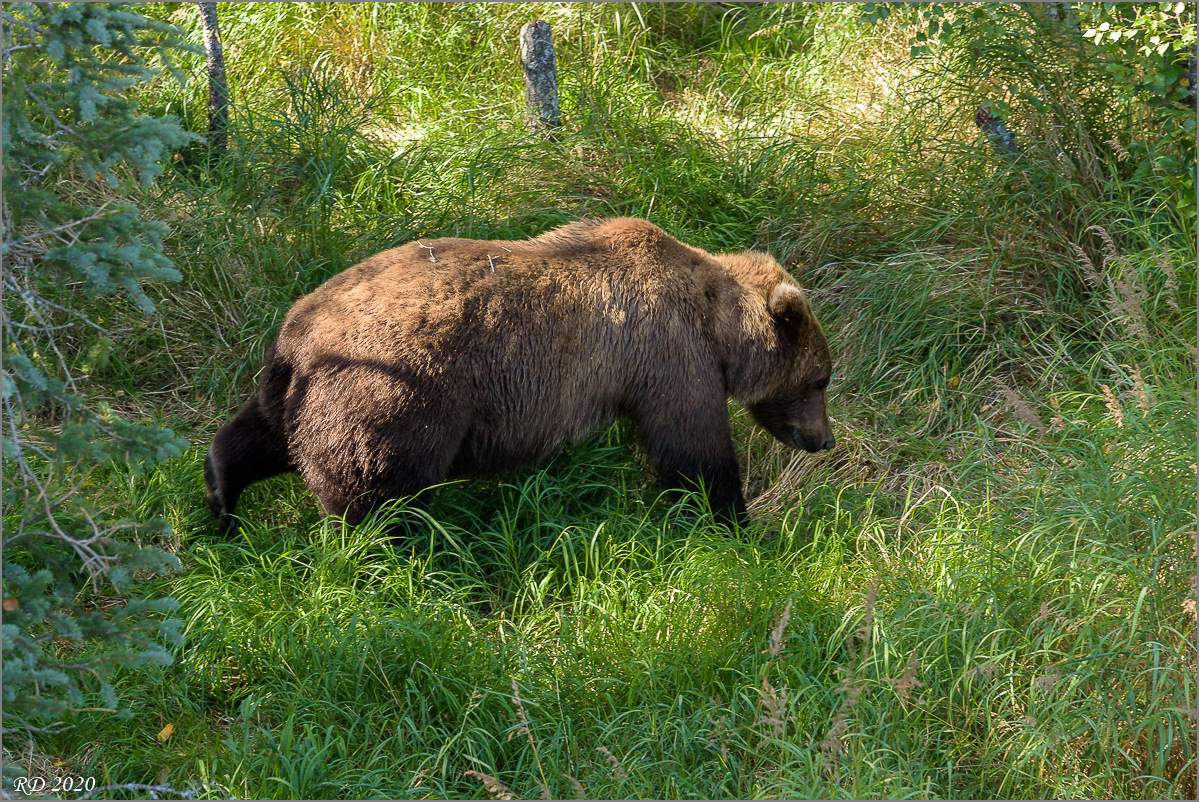 Alaska_2018-2235.jpg