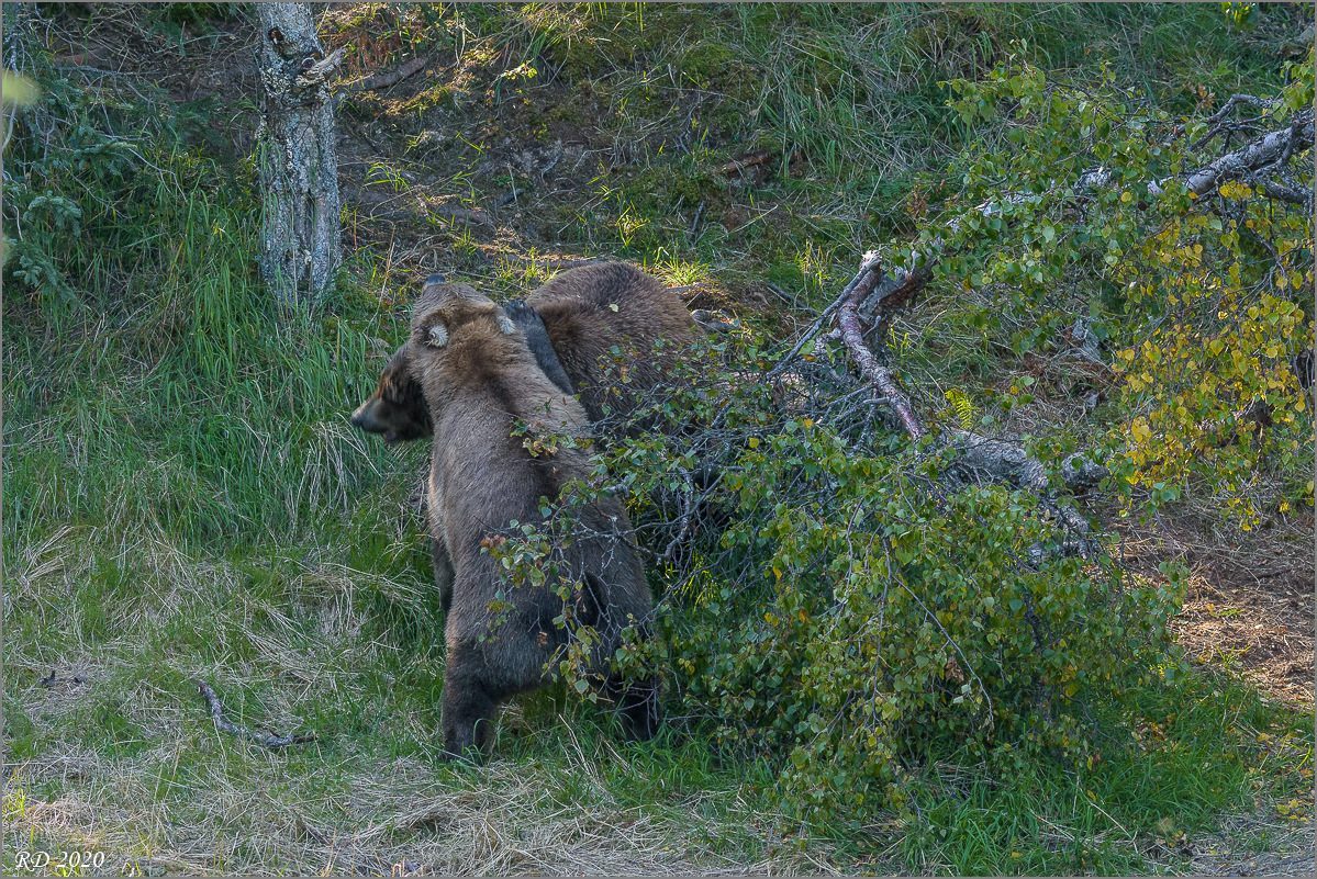 Alaska_2018-2245.jpg