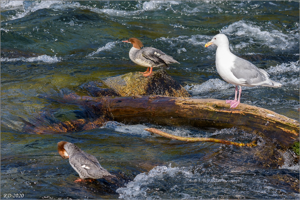 Alaska_2018-2256.jpg