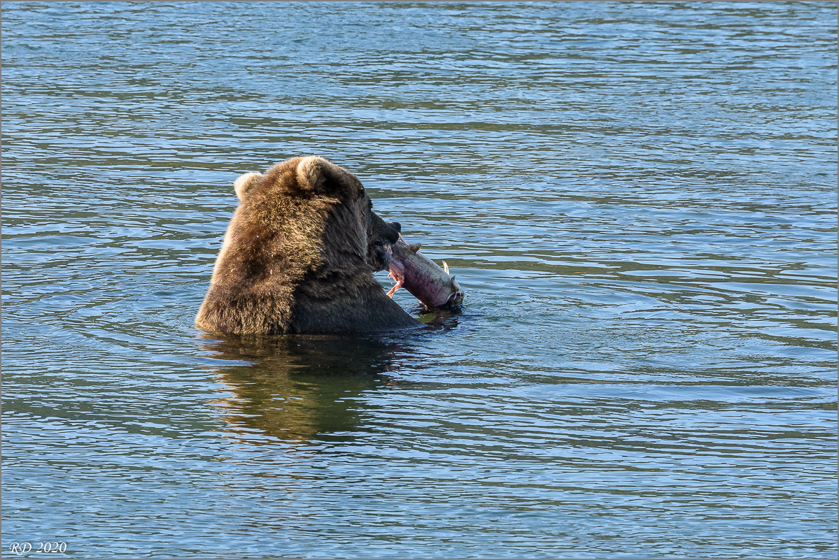 Alaska_2018-2351.jpg