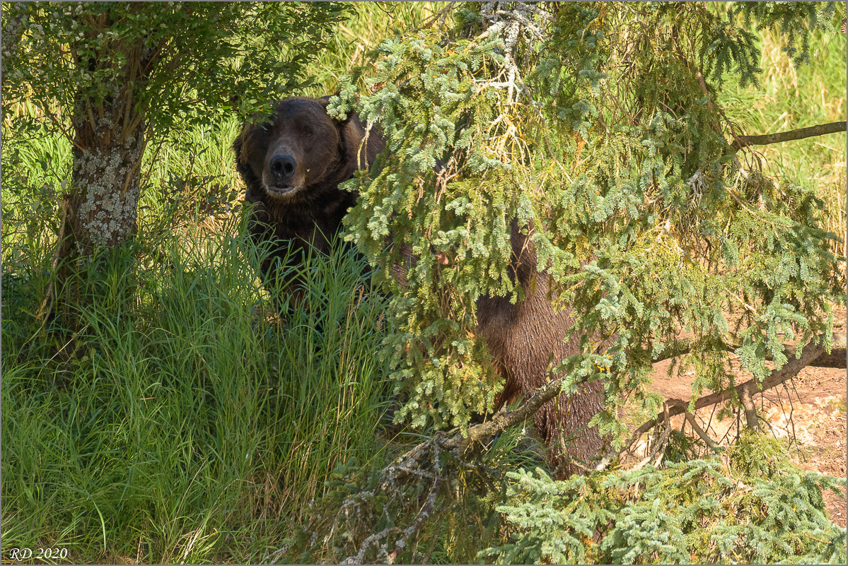 Alaska_2018-2496.jpg