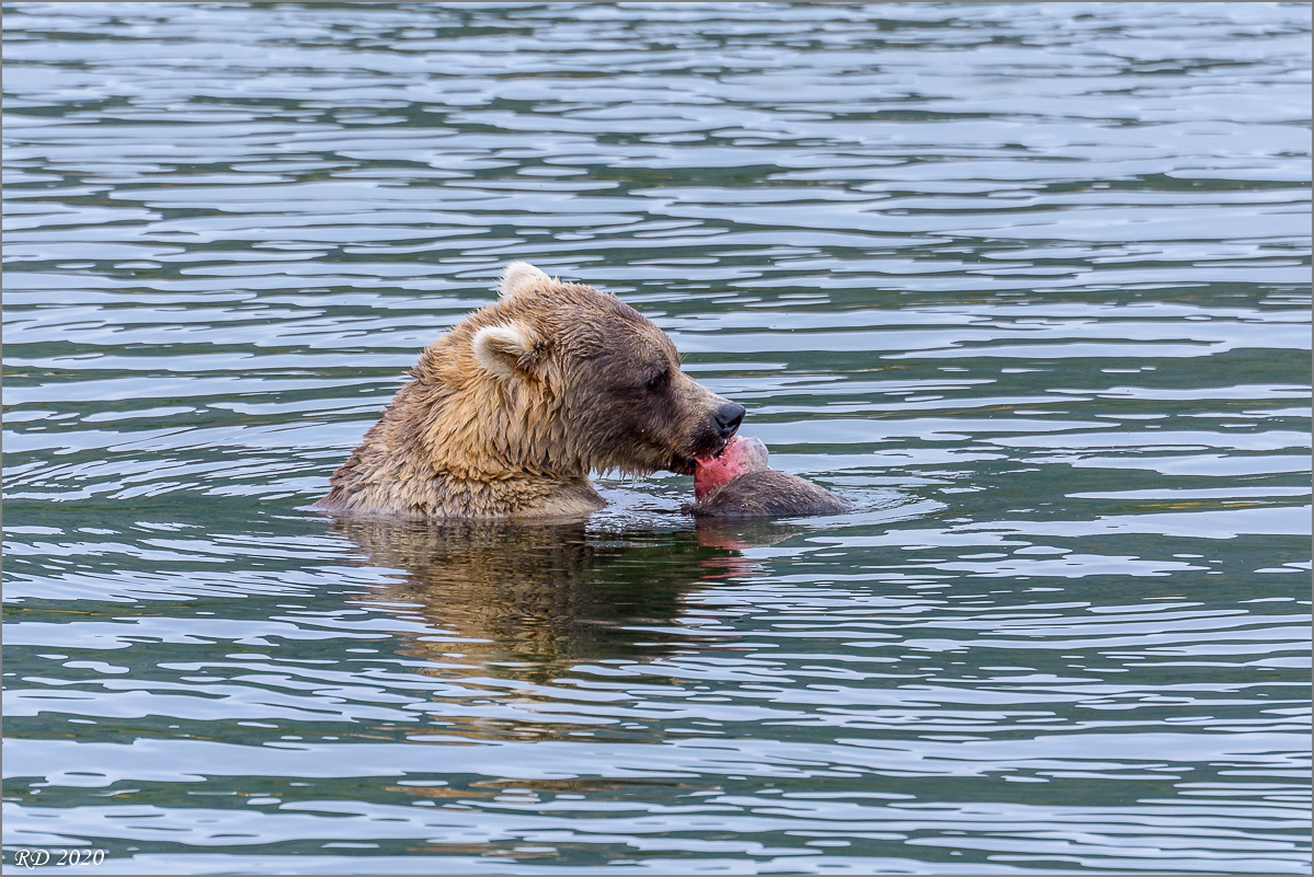 Alaska_2018-2595.jpg