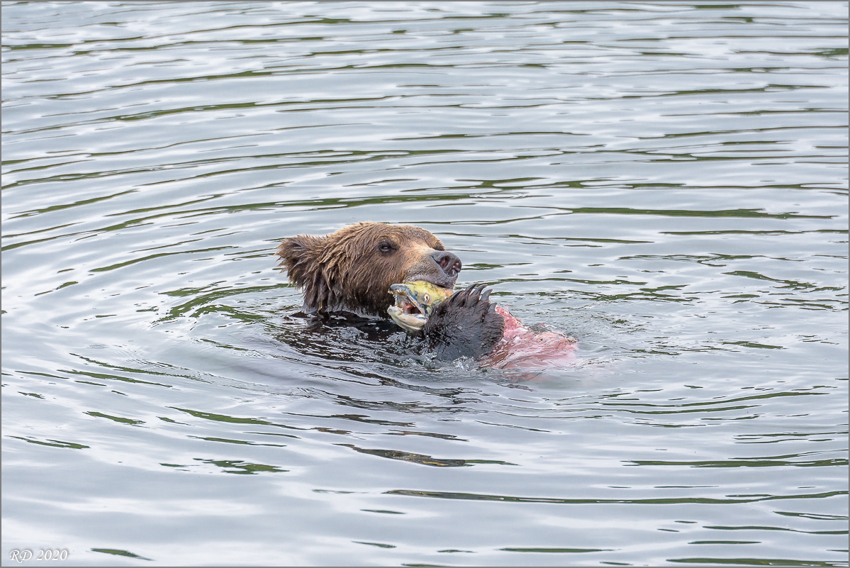 Alaska_2018-2651.jpg