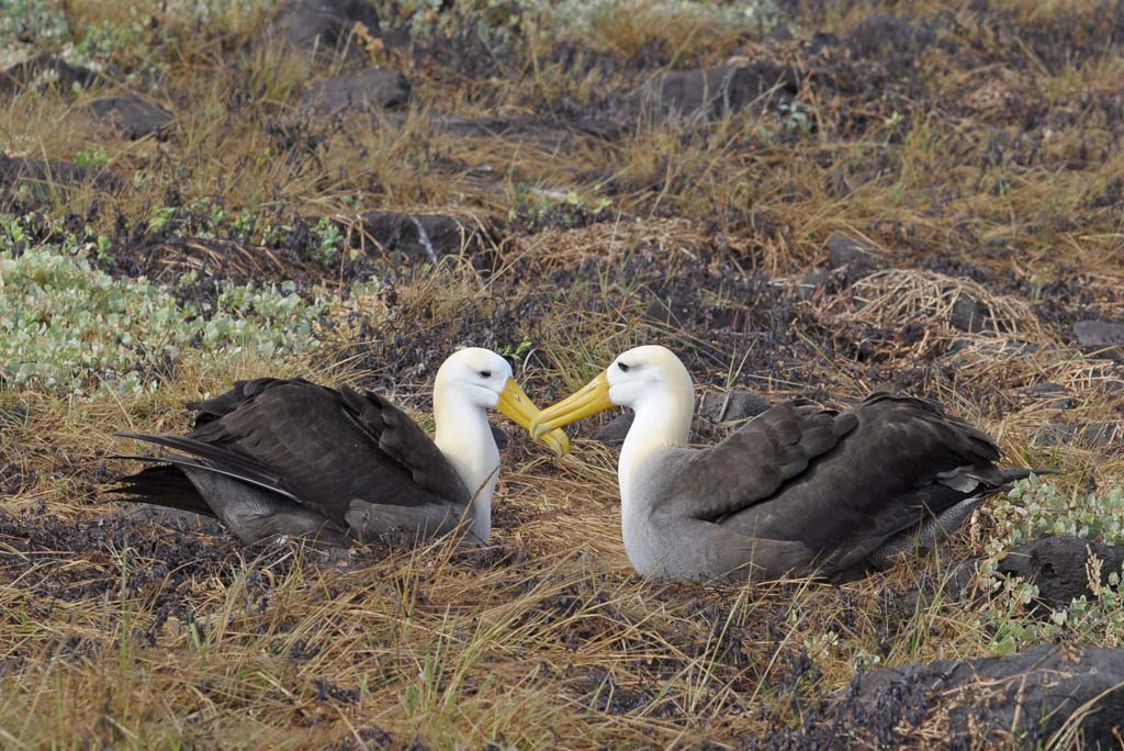 Albatross-Paar bei der rituellen Begrüßung