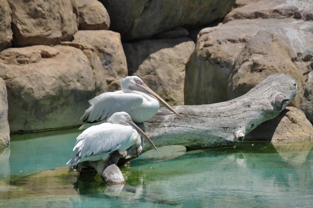 Albatroz
