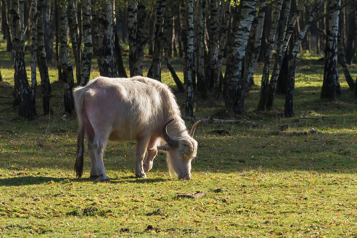 Albino Kuh.jpg