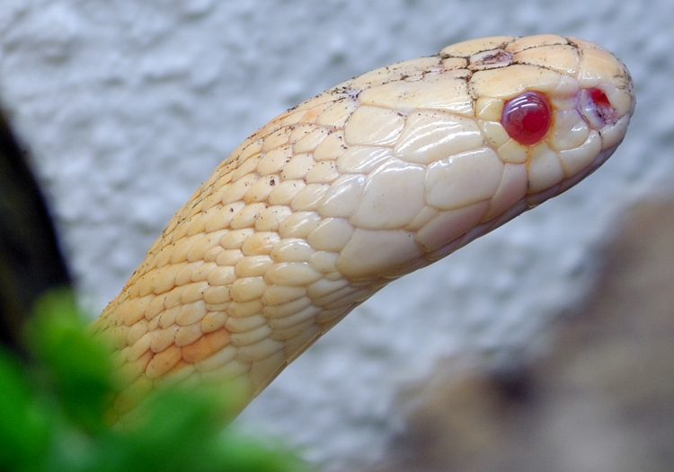 Albino Monokelkobra DSC4236