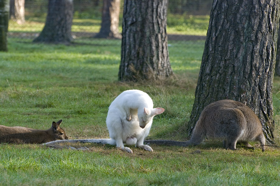 Albino Wildpark Haltern