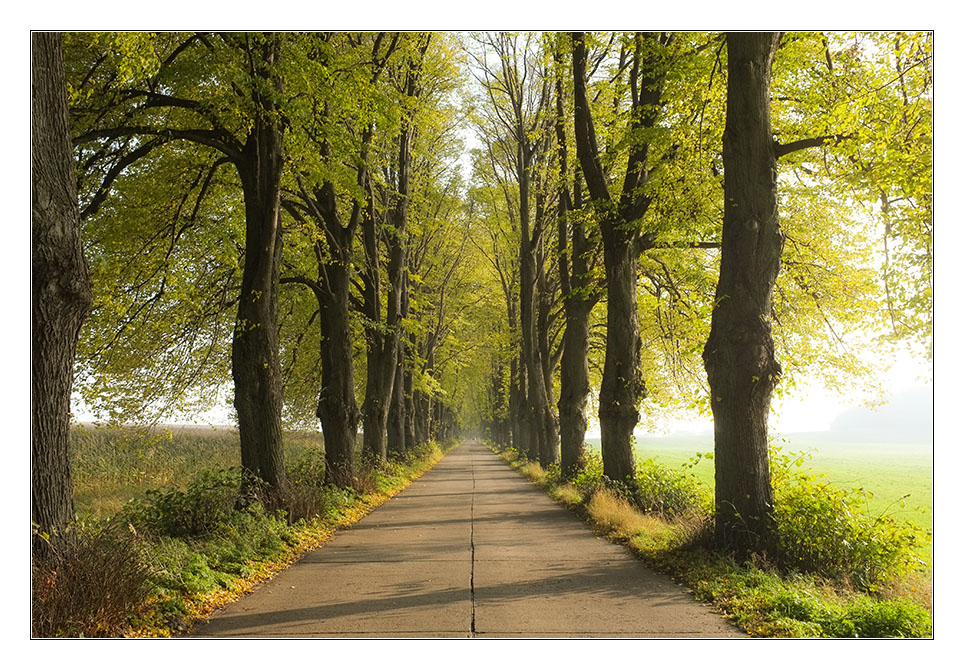 Allee bei Neeberg