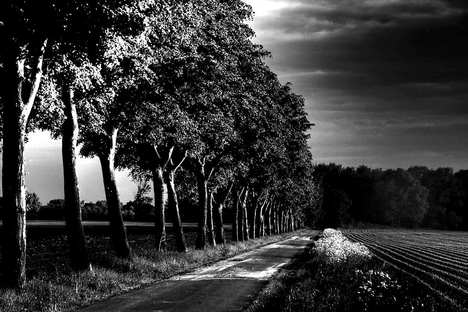 Allee bei Sinninger Mühle s/w