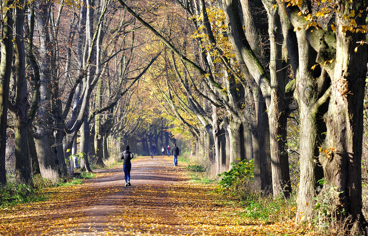 Allee im Herbst