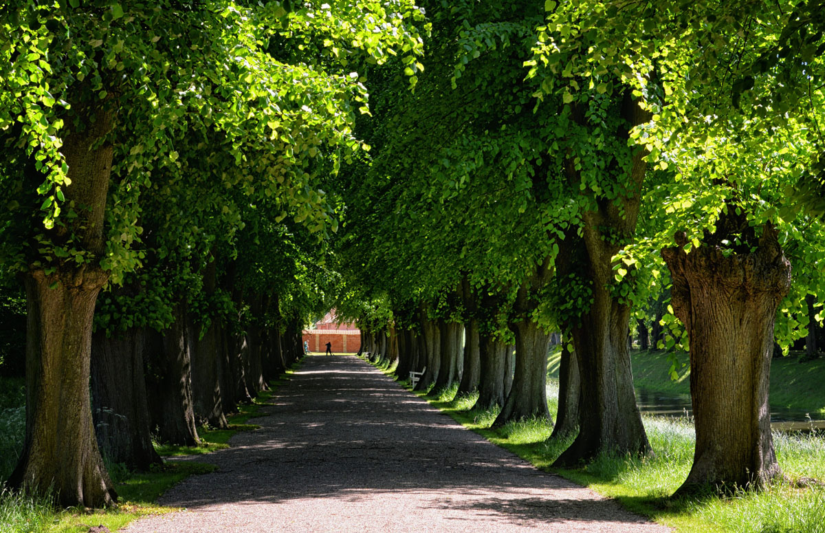 allee schloss bothmer