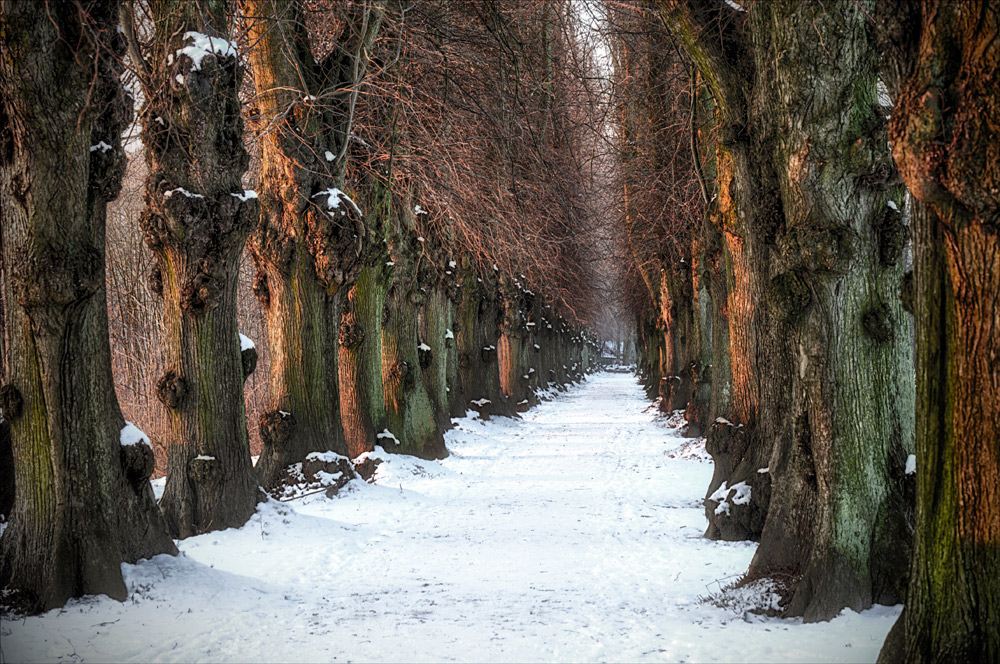 Allee