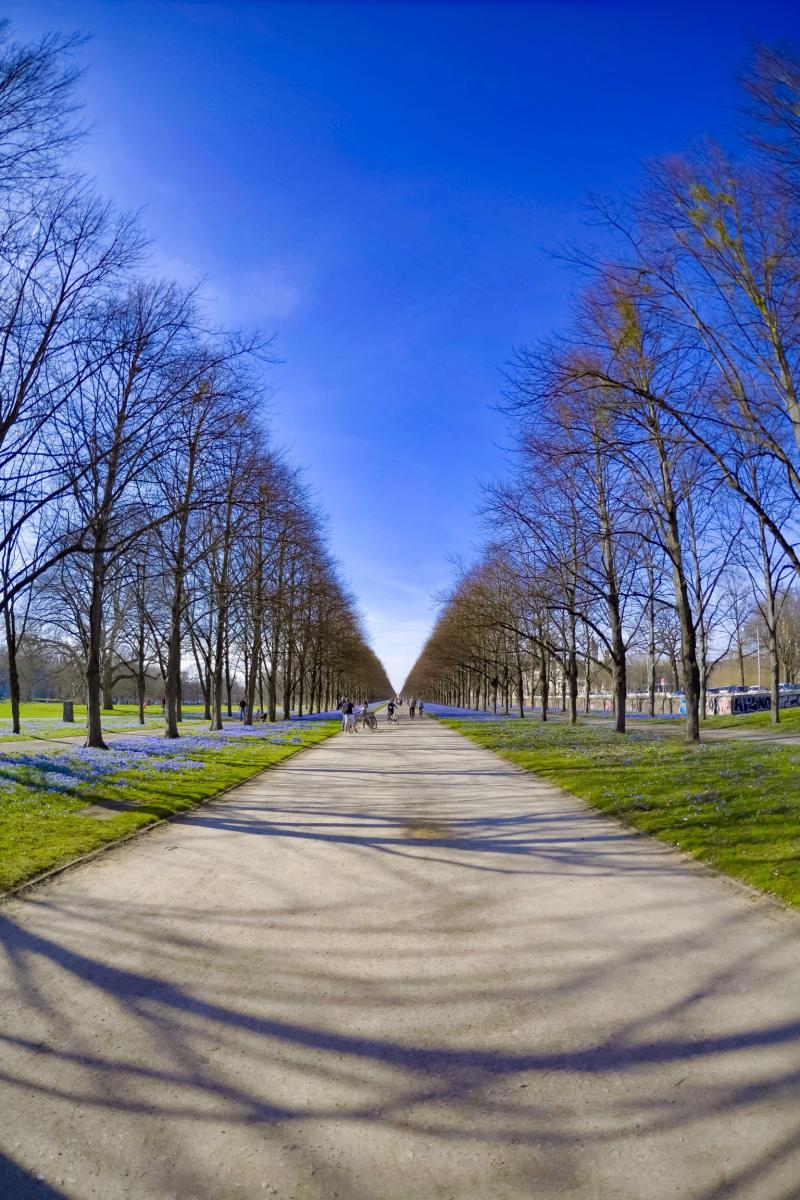 Allee