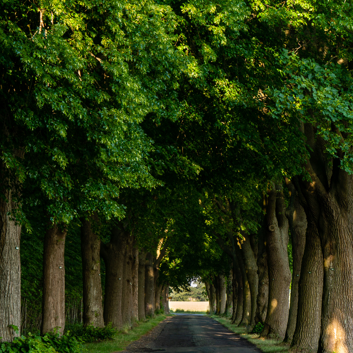 Allee