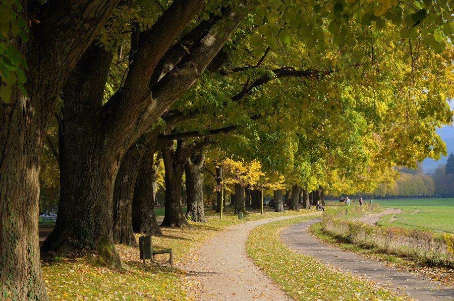 Allee