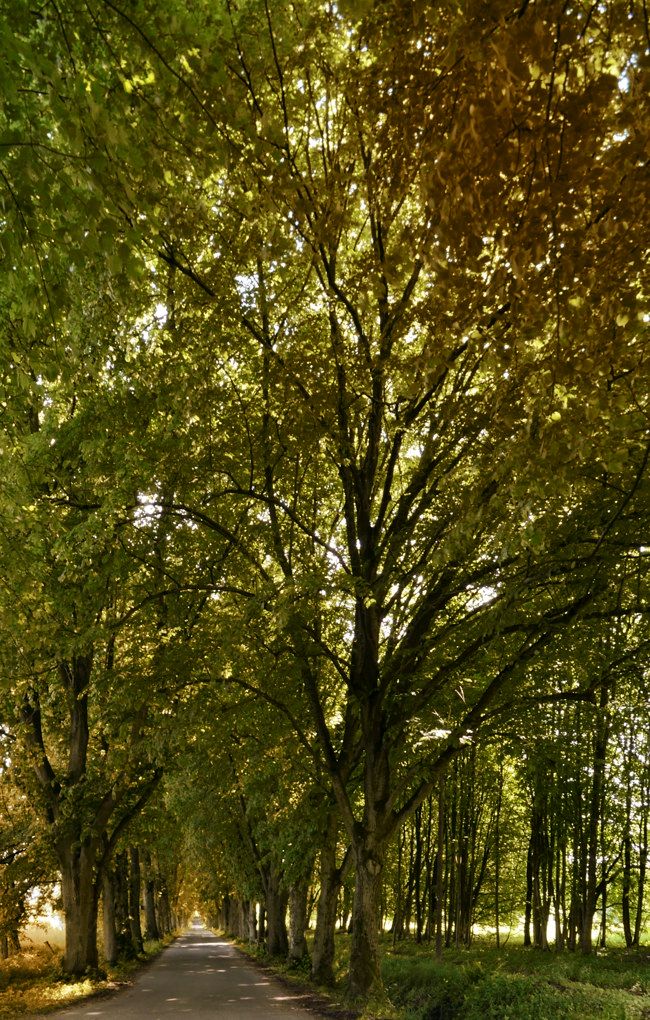 allee003