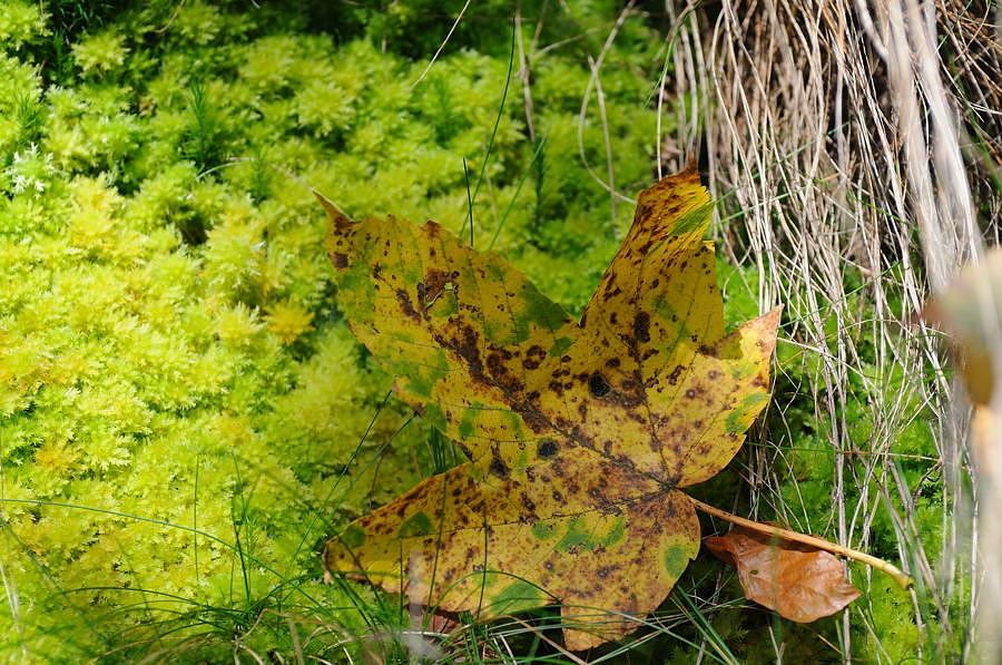 Allerheiligen 20081018 133134