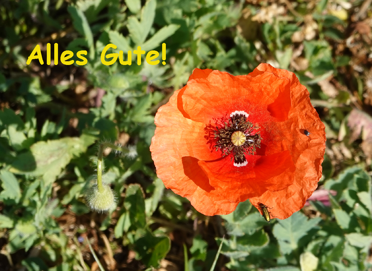 Alles Gute!.jpg