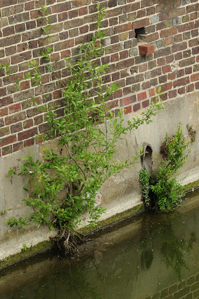Alles Leben kommt aus dem Wasser (D300; 90/2.8; MHX 0111cnxX)