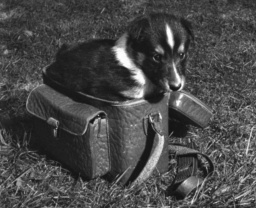 Alma Collie