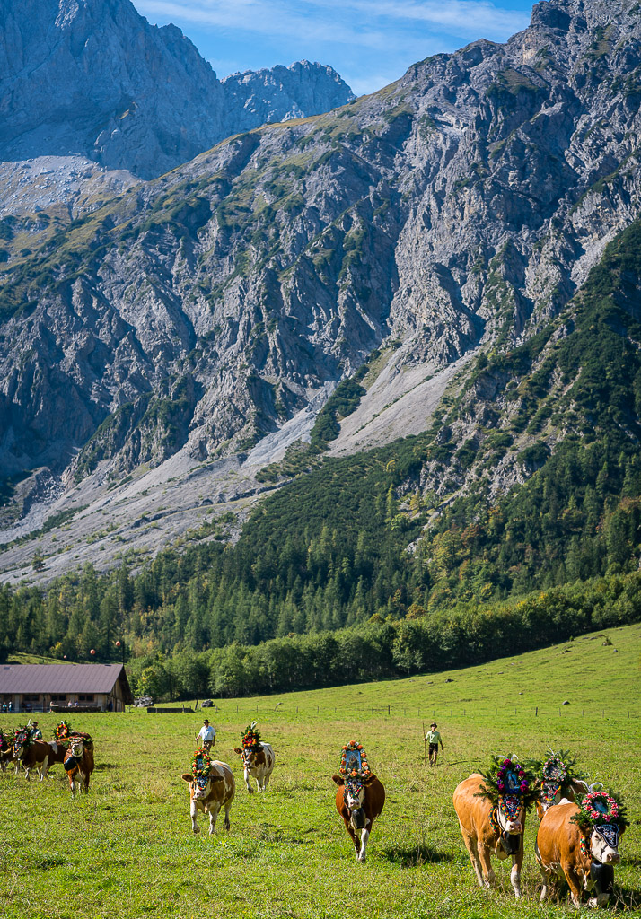 Almabtrieb Karwendel 1