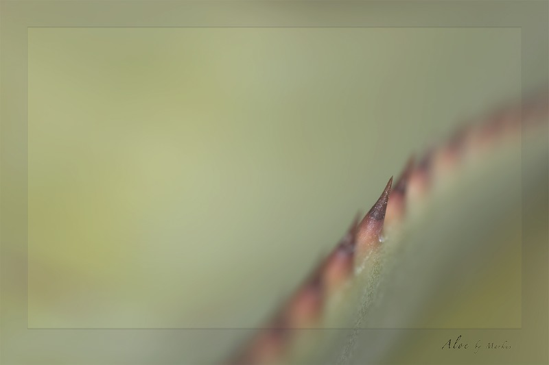 Aloe