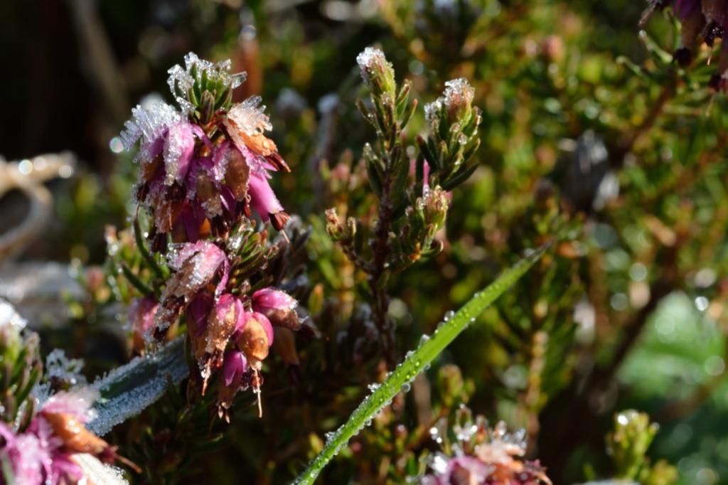 Alpenblume im Frost