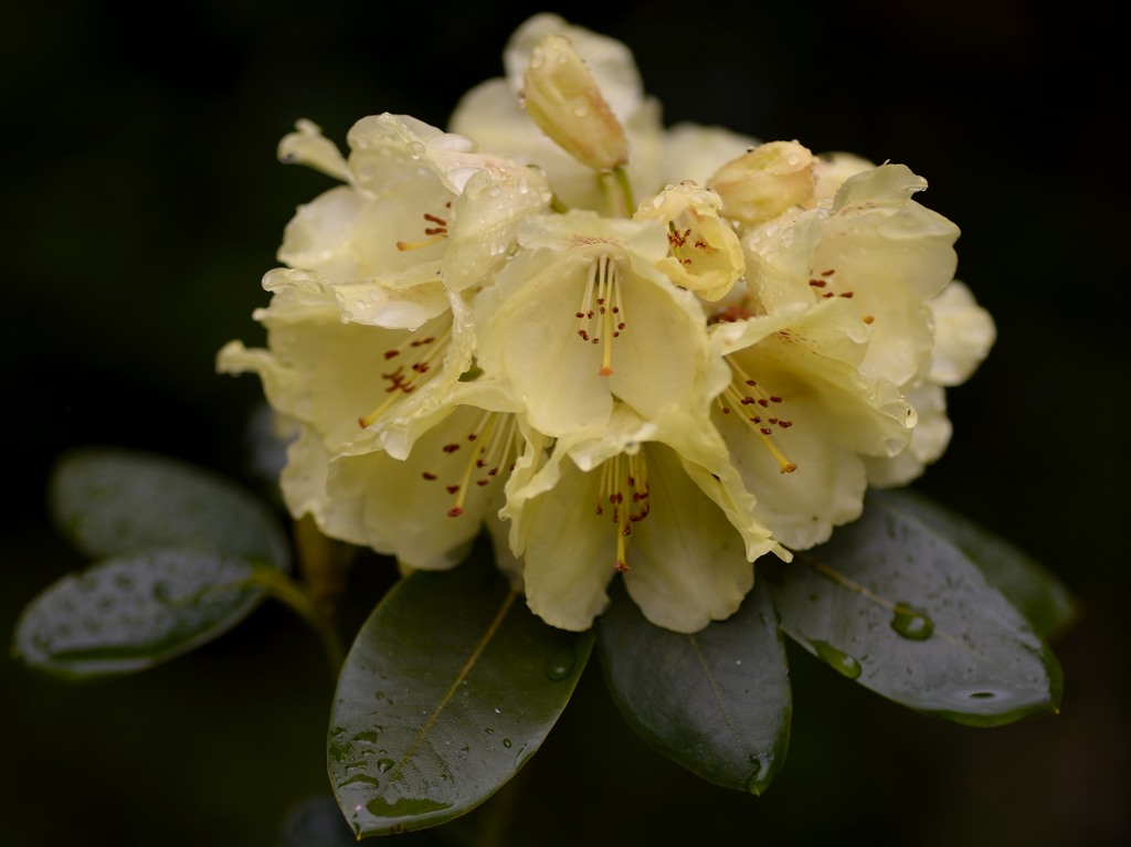 Alpenrose