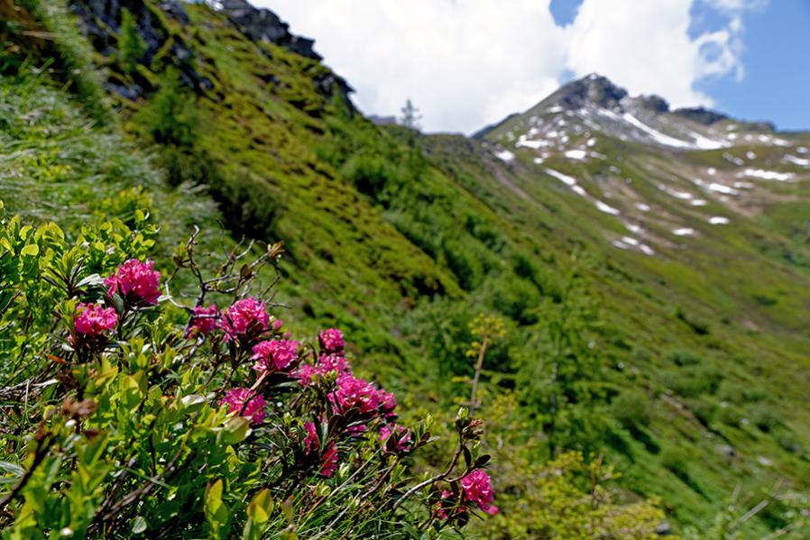 AlpenroseDxO