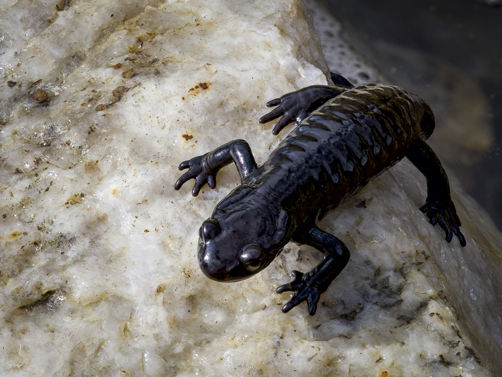 Alpensalamander