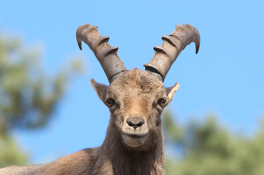 Alpensteinbock