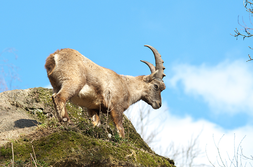 Alpensteinbock