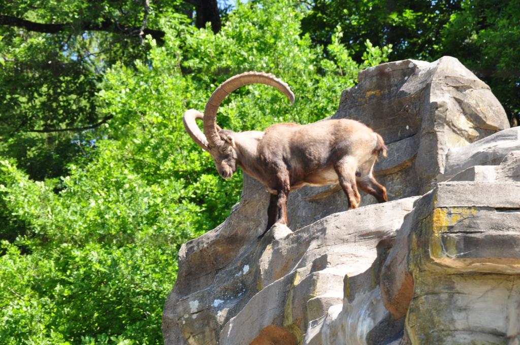 Alpensteinbock