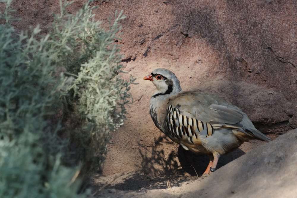 Alpensteinhuhn
Tiergarten Nürnberg