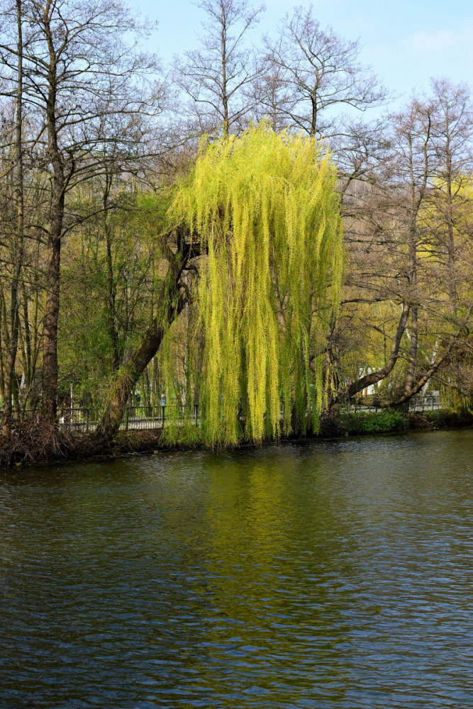 Alsdorfer Weiher 1